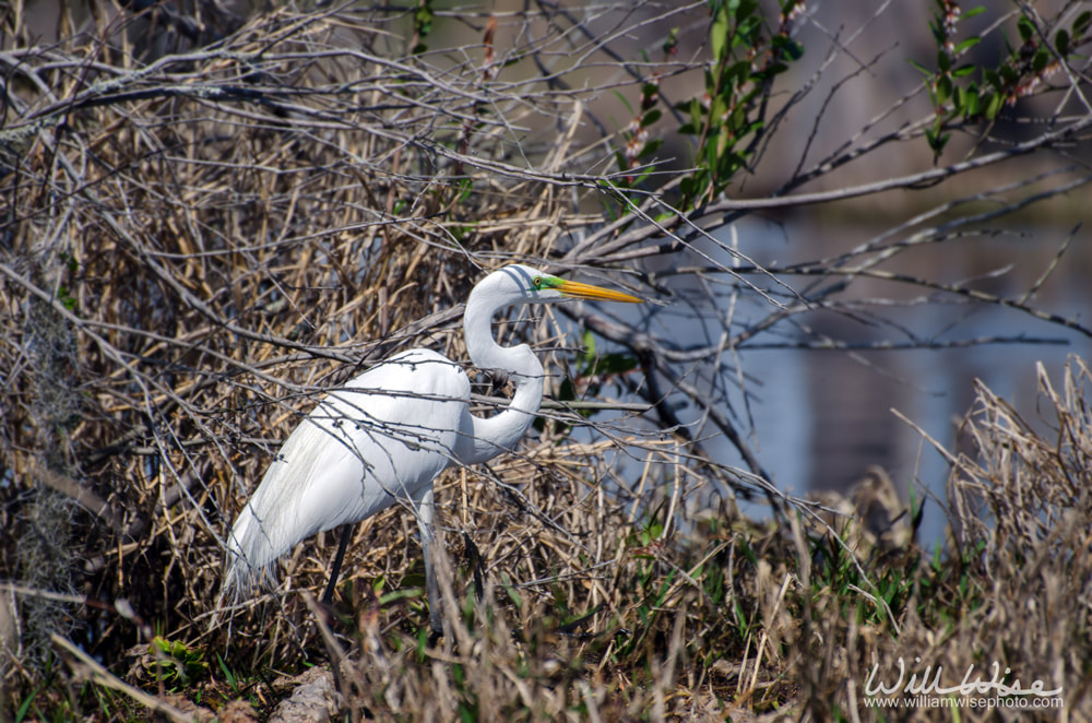 Okefenokee Great Egret Picture