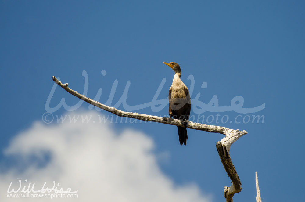 Double Crested Cormorant Picture