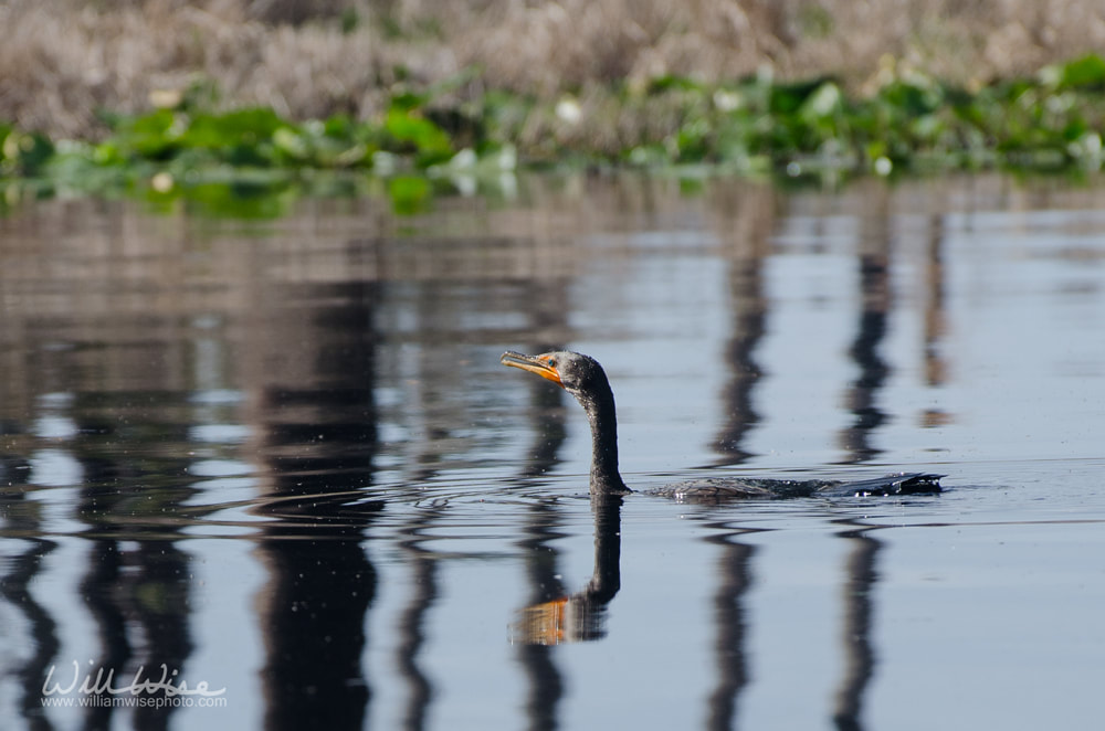 Fishing cormorant Okefenokee Picture