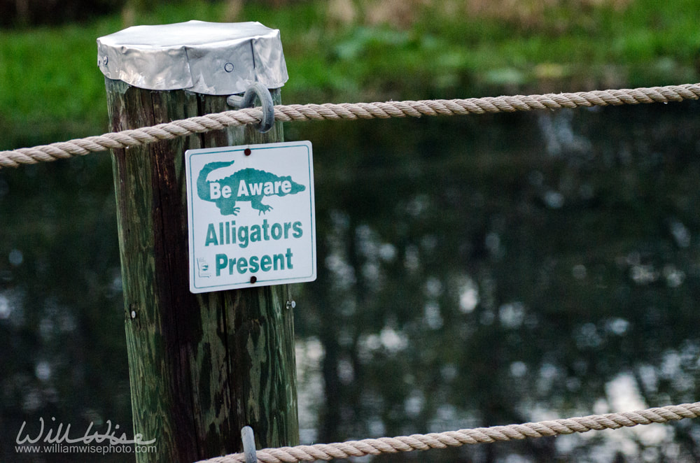 Caution Alligators Sign Picture