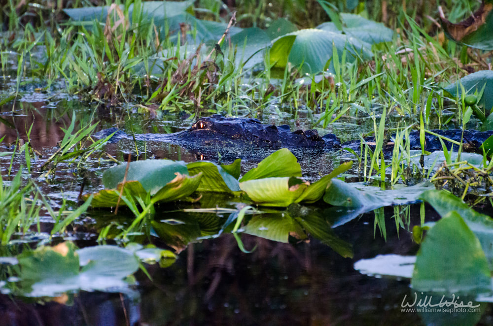 Okefenokee Swamp Alligator Night Glowing Eyes Picture