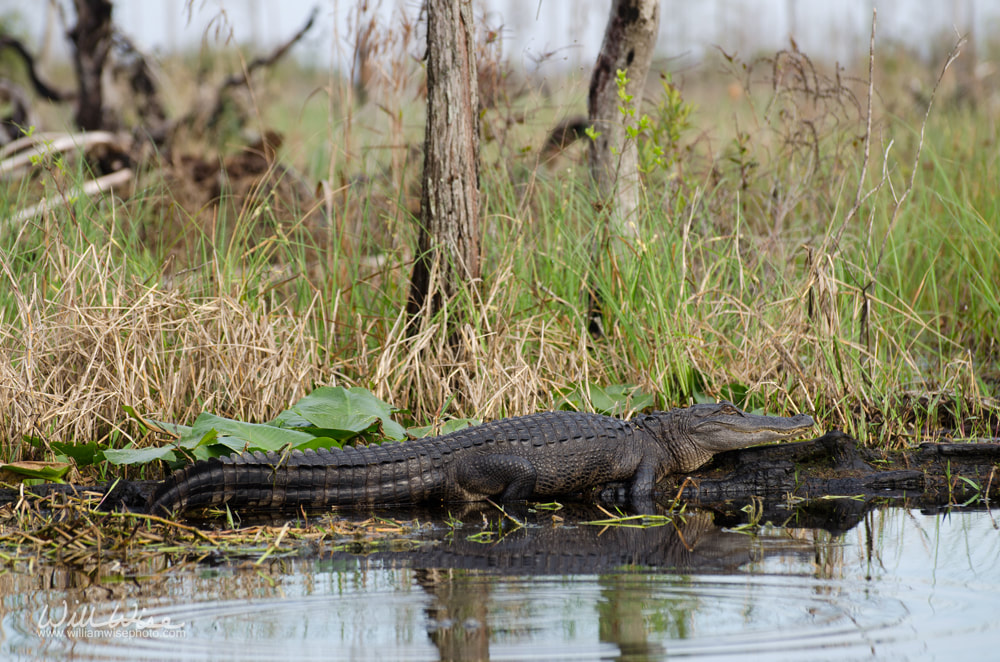 Okefenokee Swamp Alligator Picture