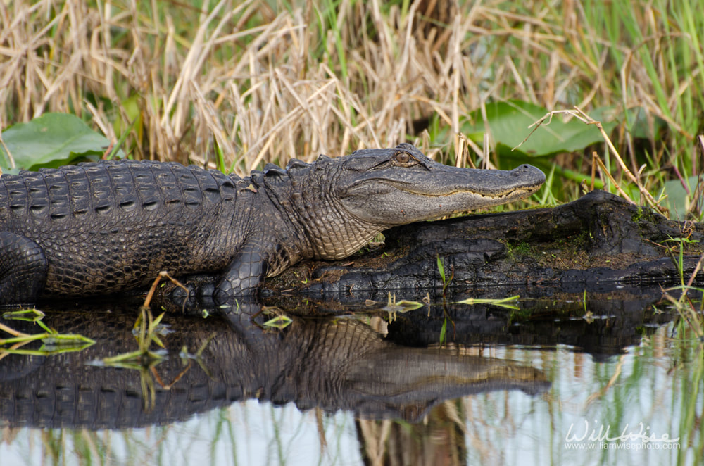 Alligator Picture