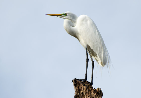 Great Egret Picture