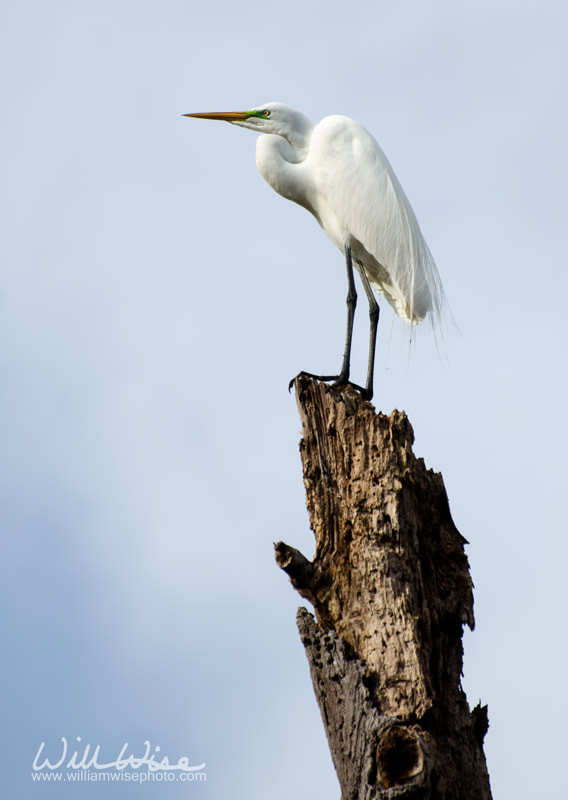 Great Egret Picture