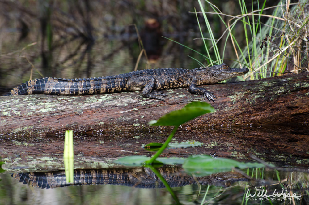 Baby Alligator Picture