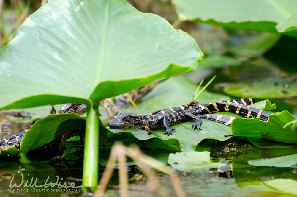 Baby Alligator Picture