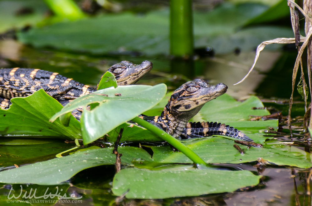 Baby alligators Picture