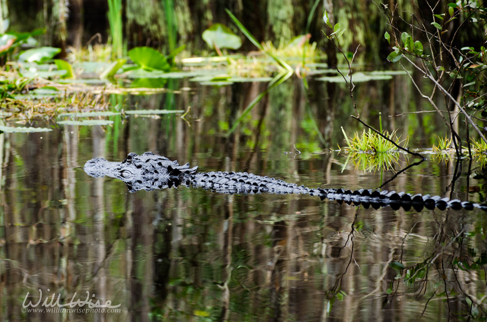 Alligator Swimming in the Swamp Picture
