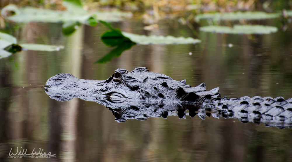 Okefenokee Swamp Alliagtor Picture