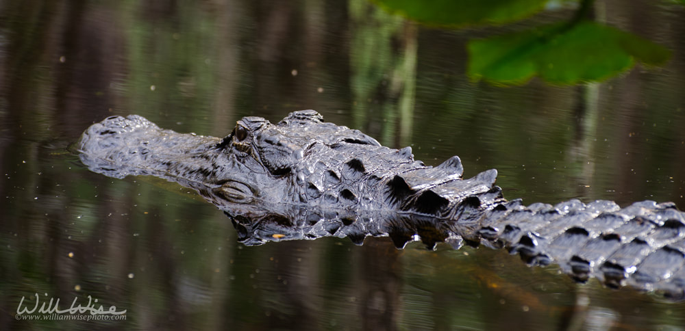 Swimming Alligator Picture