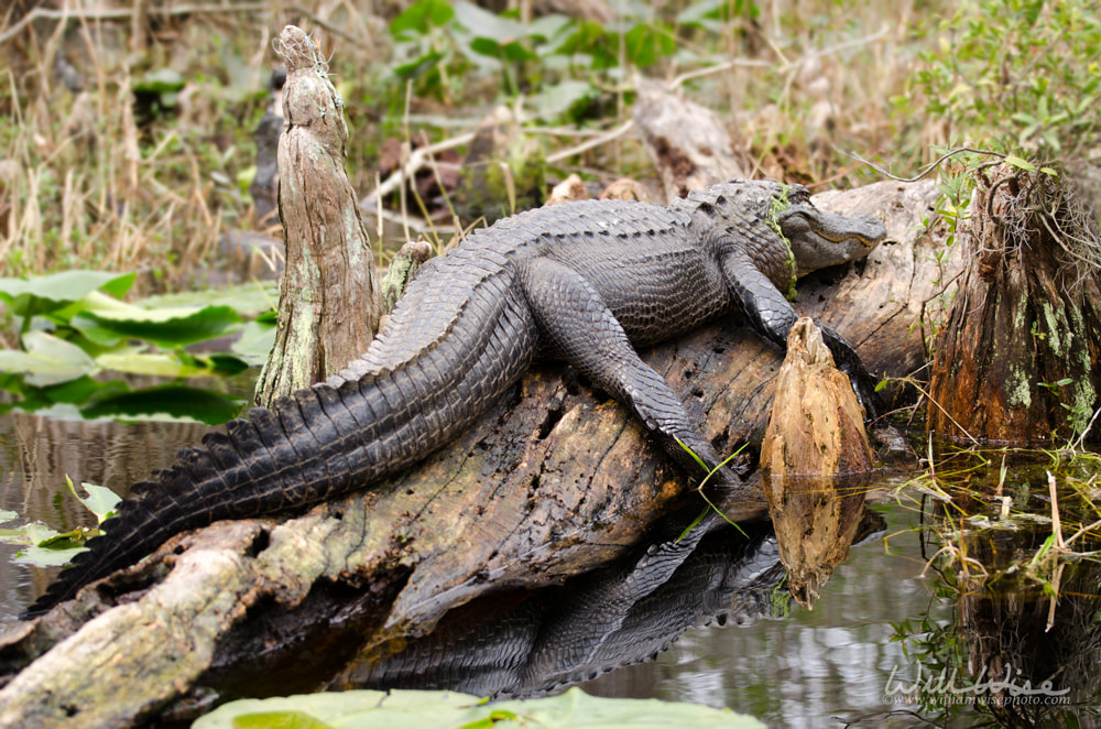 Large Alligator Picture