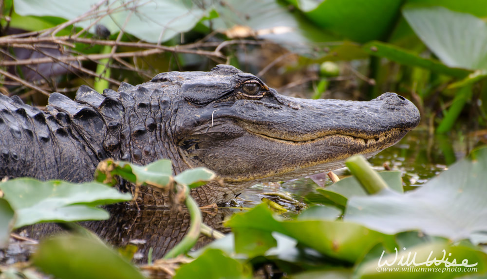 Okefenokee Swamp Alligator Picture