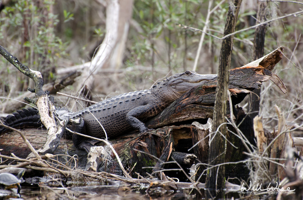 Okefenokee Alligator Cypress Swamp Picture