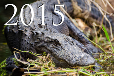 Okefenokee Swamp Alligator Picture