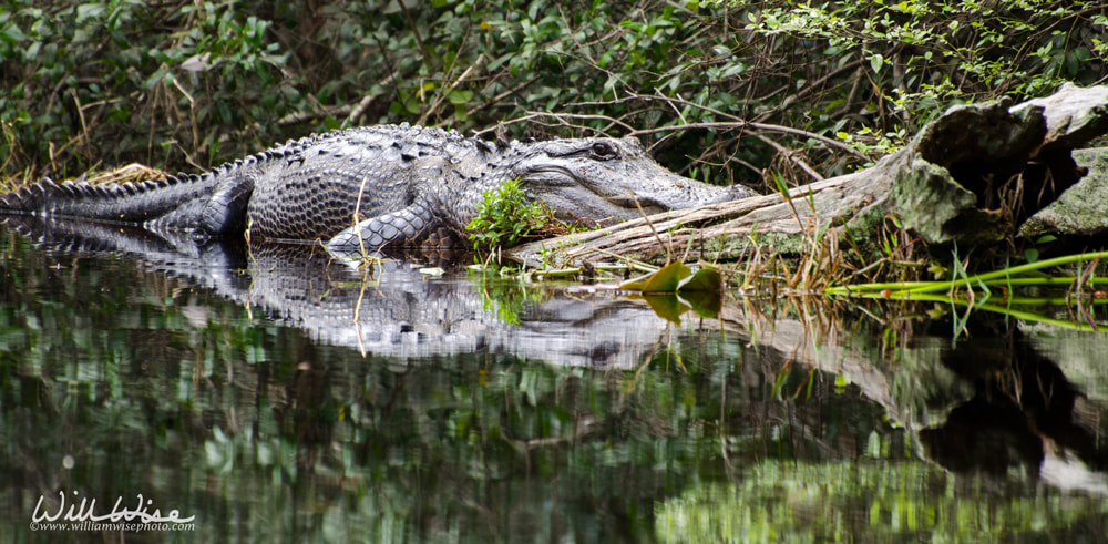 Okefenokee Alligator Blackwater Picture