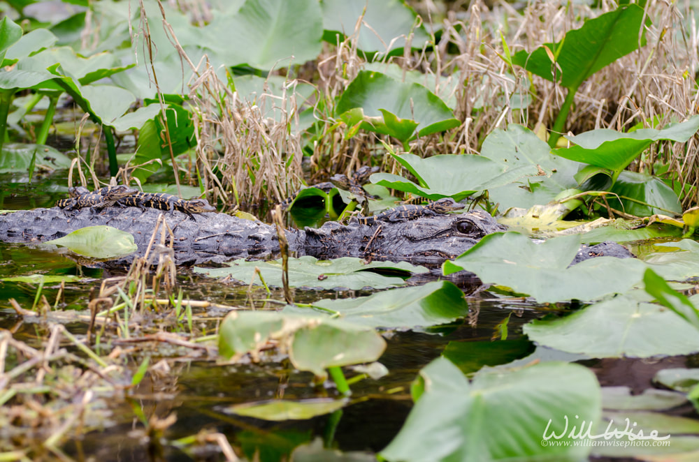 Mother alligator and babies Picture
