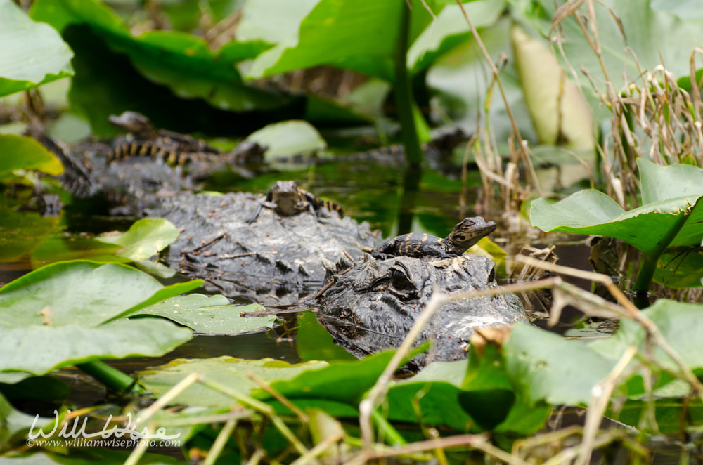 Mother Alligator and Baby Alligators Picture