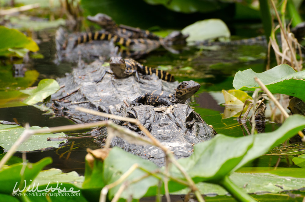 Mother Alligator and Babies Picture