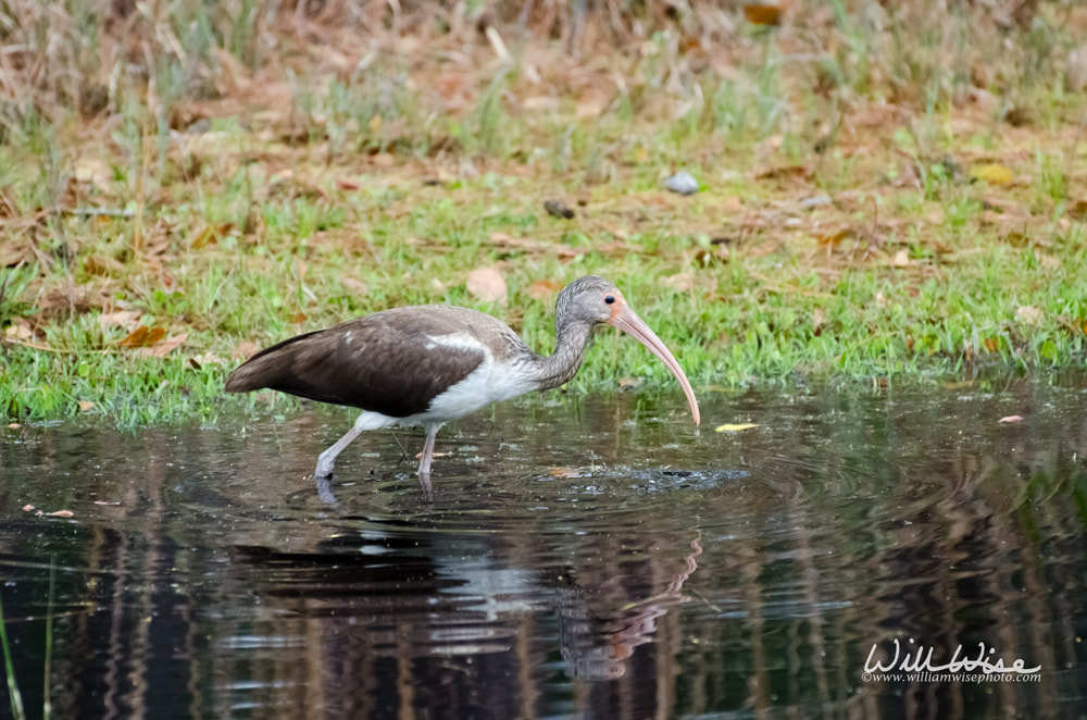 Juvenile White Ibis Okefenokee Swamp Picture