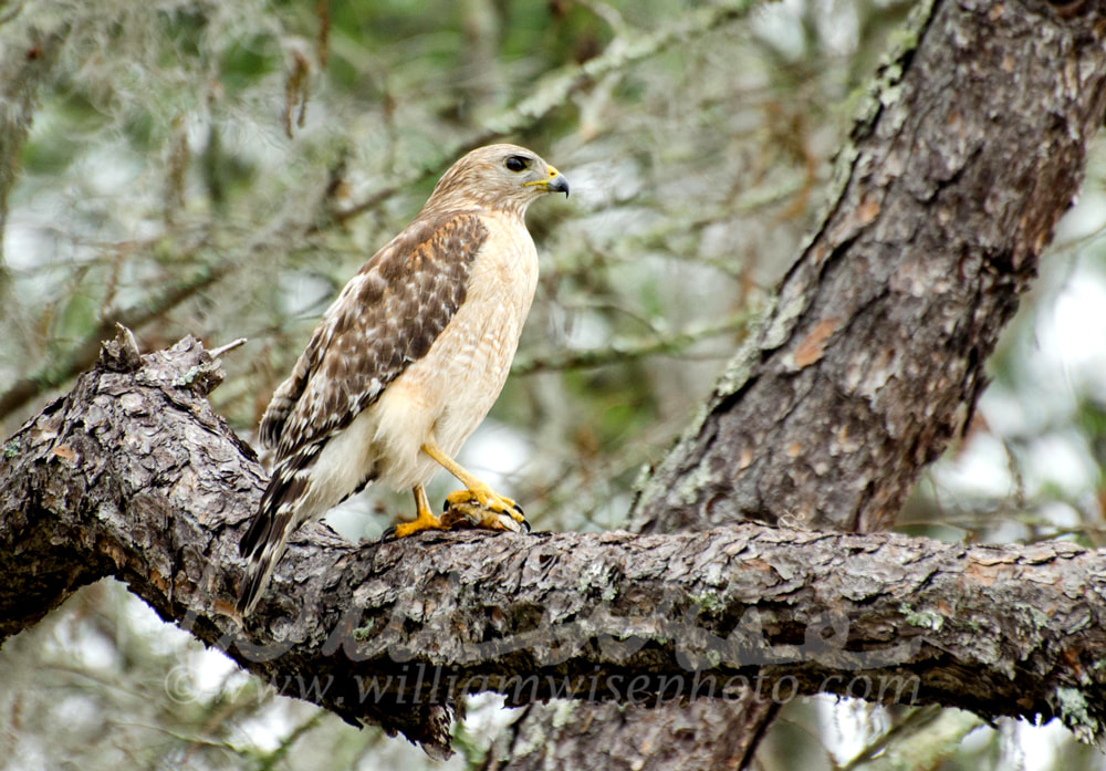 Red-shouldered Hawk Picture