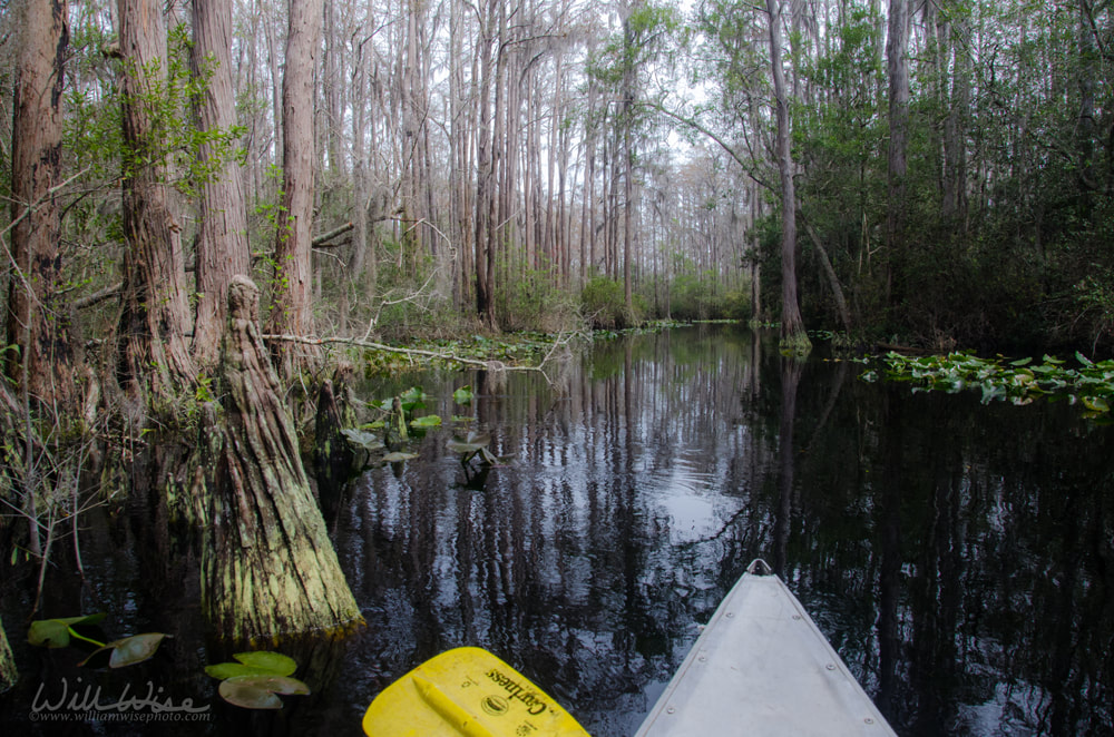 Okefenokee Swamp Canoe Paddling Picture