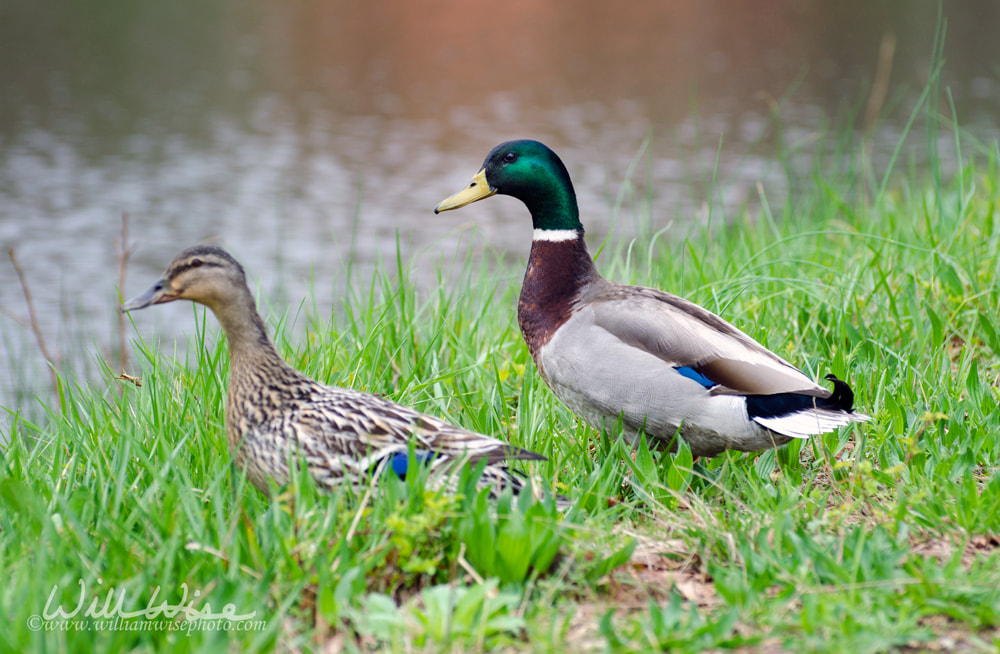 Mallard duck drake and hen in the grass by a small pond Picture