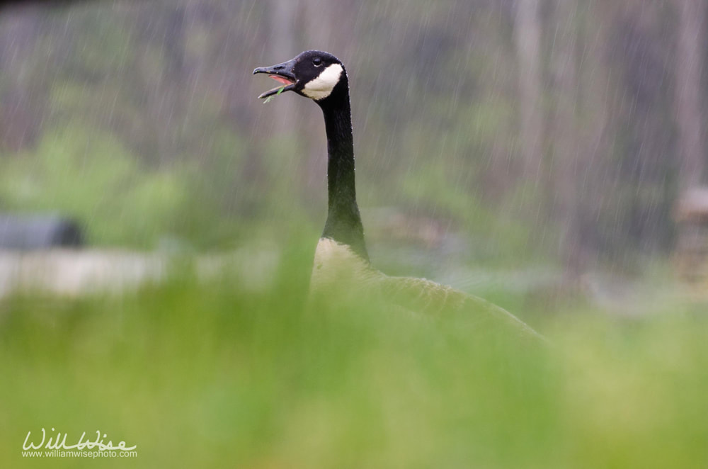 Canada Goose Picture