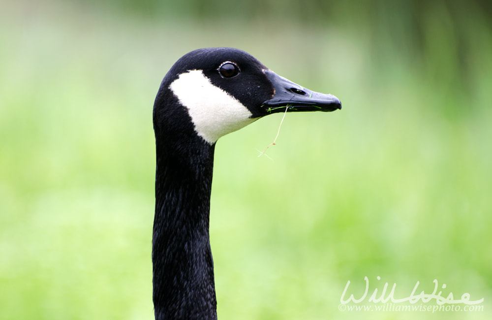 Canada Goose close up profile Picture