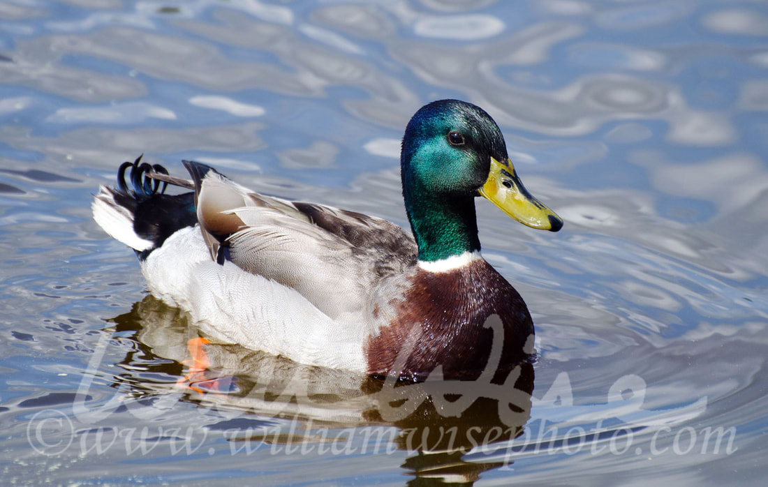 Mallard duck drake swimming in a small pond in Georgia Picture