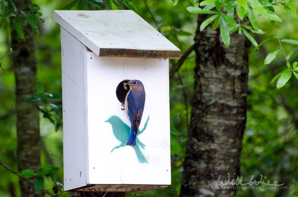 Eastern Bluebird at Nest Box Picture