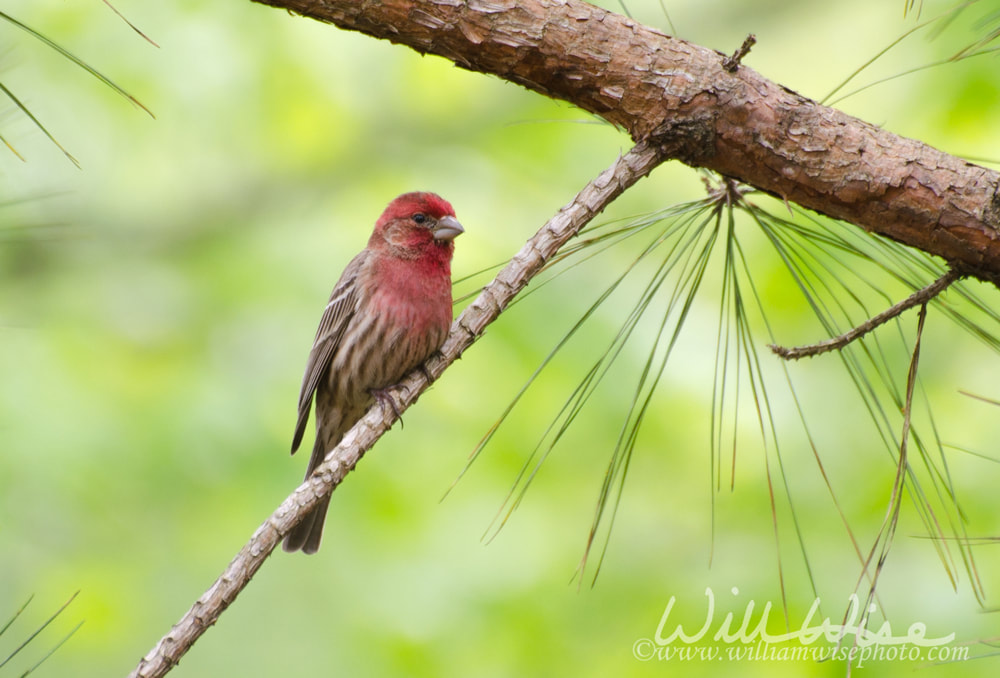 Male House Finch Picture