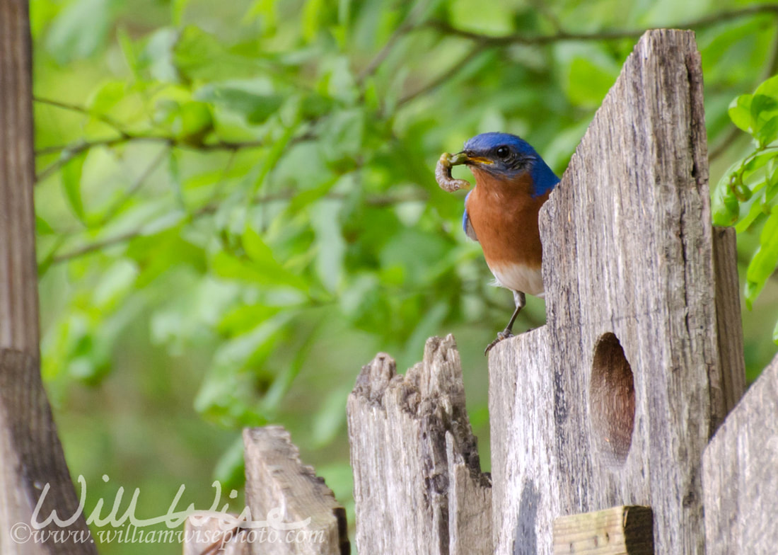 Backyard Eastern Bluebird with worm Picture