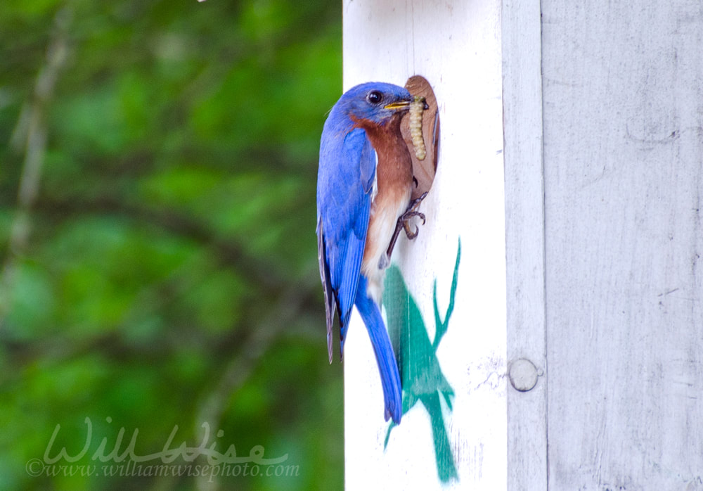Eastern Bluebird at Nest Box. Birding, outdoor Picture