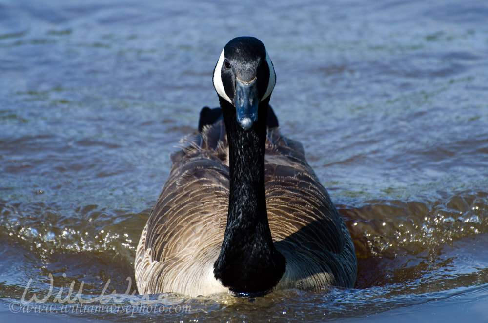 Canada Goose Full Steam Ahead Picture