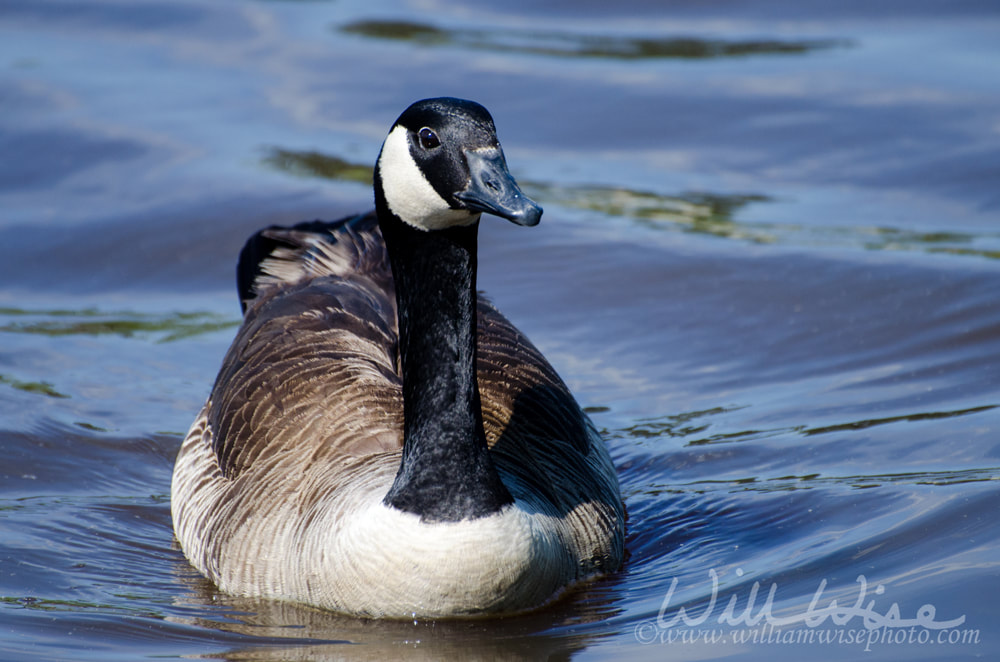 Canada Goose Hen Drake on Pond Picture