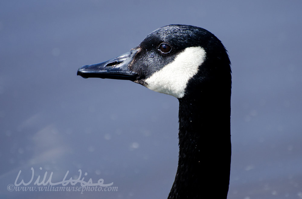 Canada Goose Face Close UP Picture