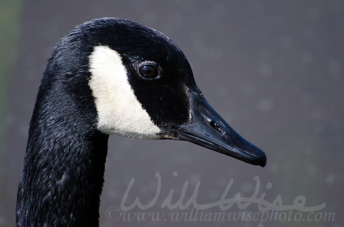 Canada Goose Face Close UP Picture