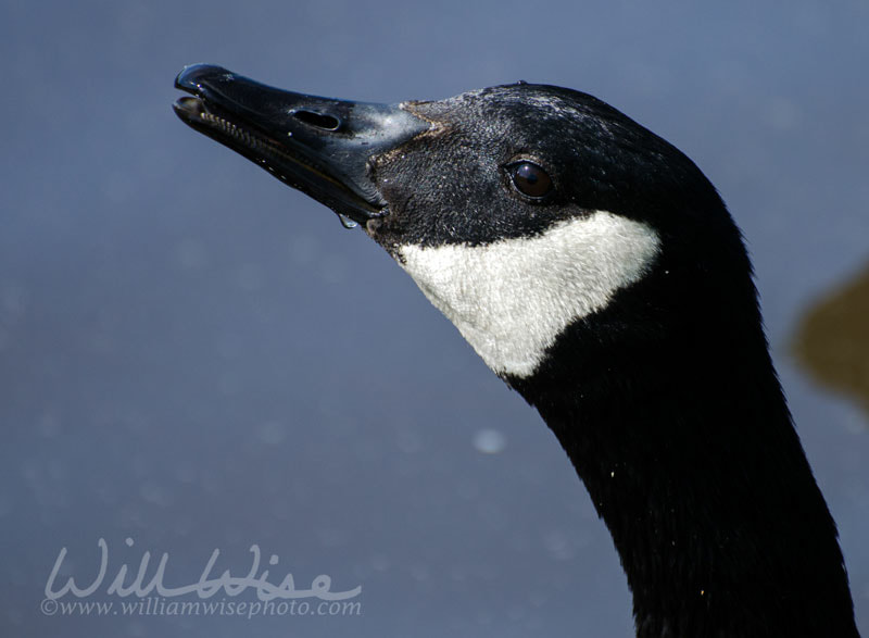 Canada Goose Drinking portrait Picture