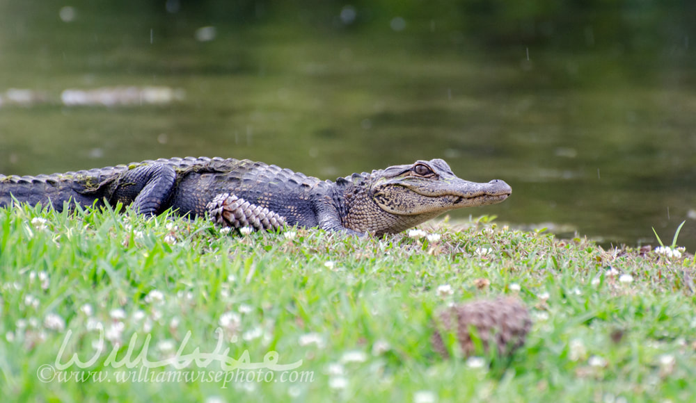 Alligator Magnolia Springs State Park Picture