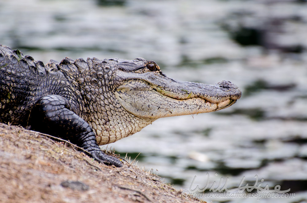 Bull Alligator Magnolia Springs State Park Picture