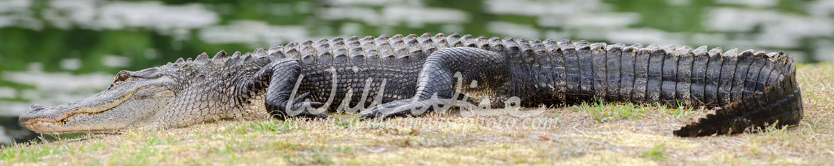 Panorama Shot of Large Basking Alligator shot in Magnolia Springs State Park Georgia Picture