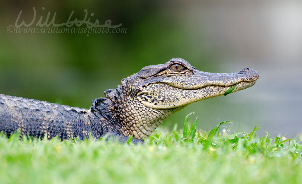 Young Alligator Magnolia Springs State Park Picture