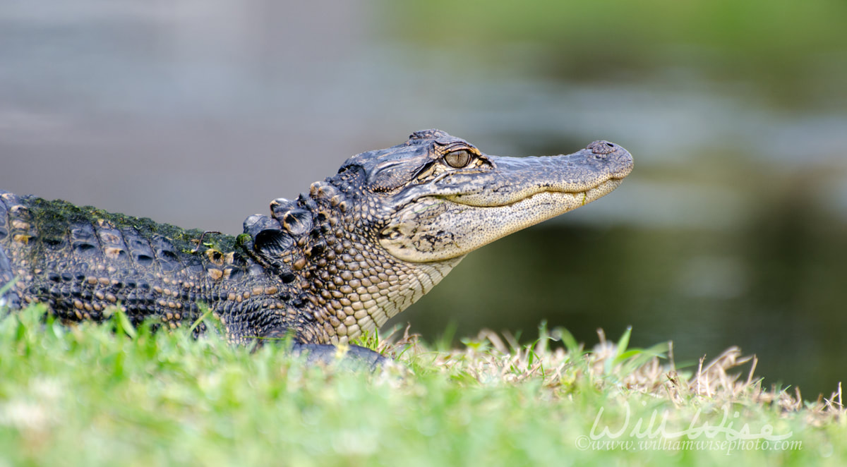 Young Alligator Magnolia Springs State Park Picture