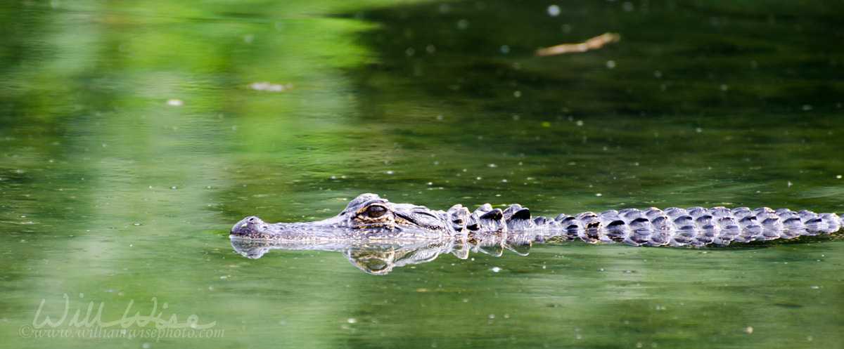 Alligator Magnolia Springs State Park Picture