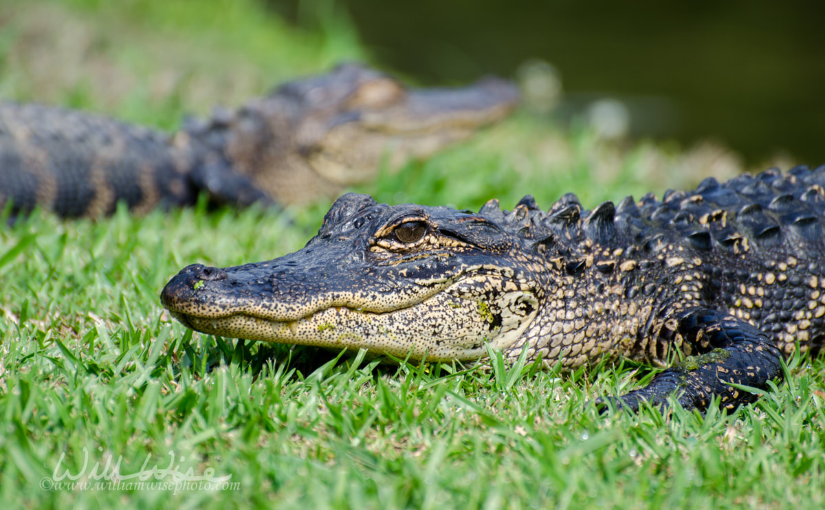 Two young Alligators Magnolia Springs State Park Picture