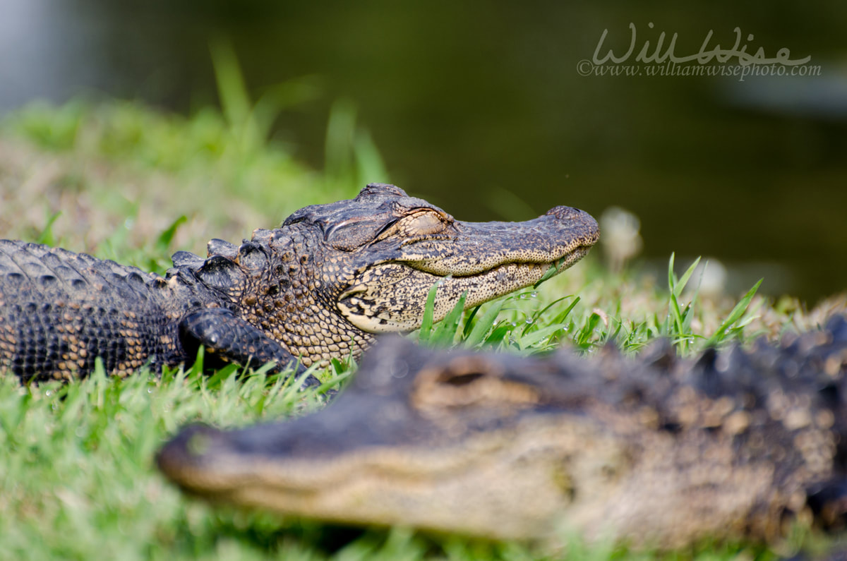 Young Alligator Magnolia Springs State Park Picture
