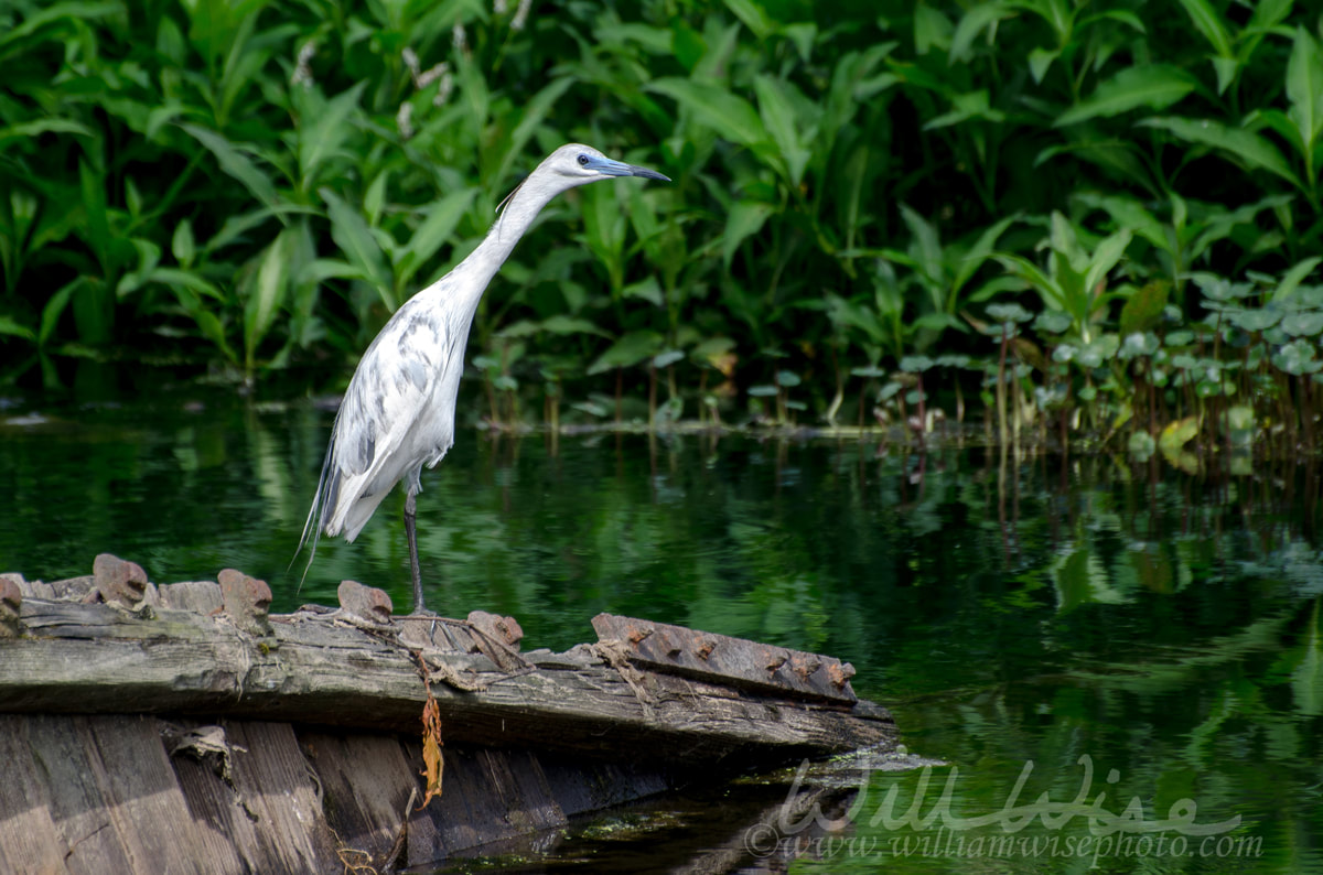 Immature Little Blue Heron Magnolia Springs State Park Picture