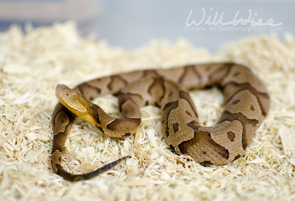 Copperhead Picture