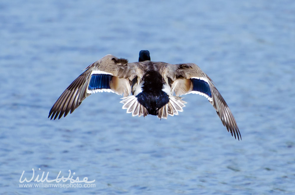 Mallard Flying Picture